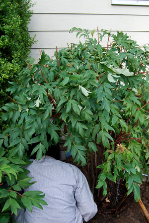 Marie Transplant the Tree Peony