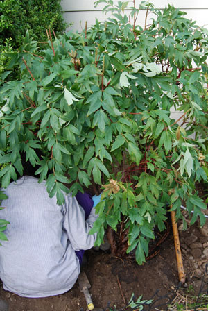 Marie Transplant the Huge Tree Peony